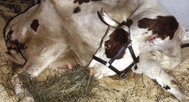 Co je paréza krav a jak ji léčit?